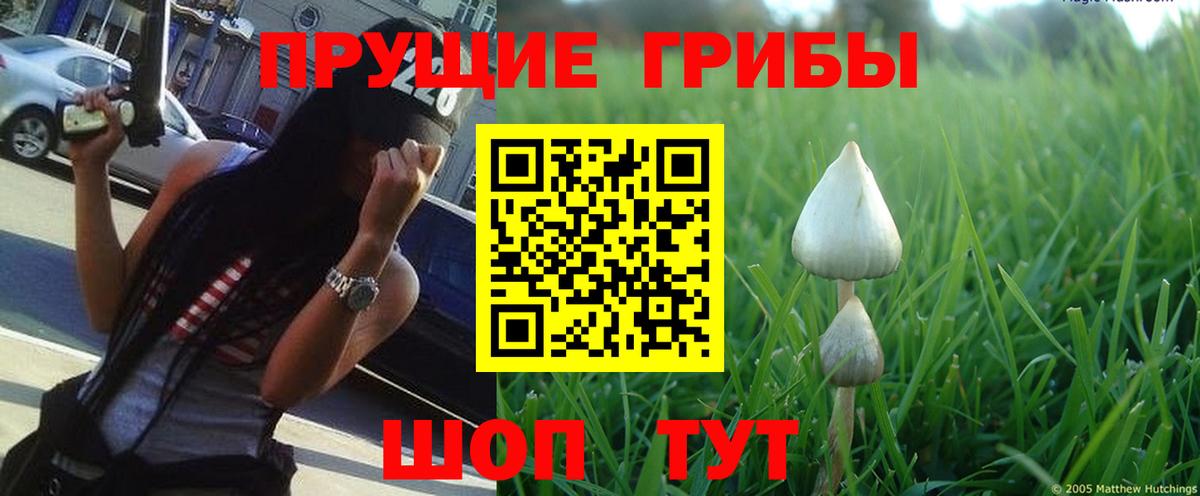 Псилоцибиновые грибы Psilocybe Дагестанские Огни
